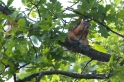Orava 8